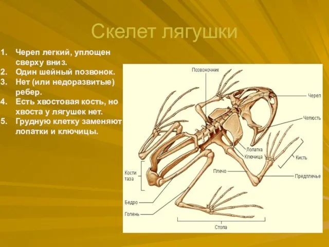 Скелет лягушки Череп легкий, уплощен сверху вниз. Один шейный позвонок. Нет