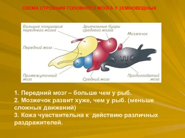 СХЕМА СТРОЕНИЯ ГОЛОВНОГО МОЗГА У ЗЕМНОВОДНЫХ 1. Передний мозг – больше