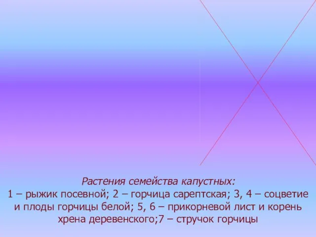 Растения семейства капустных: 1 – рыжик посевной; 2 – горчица сарептская;