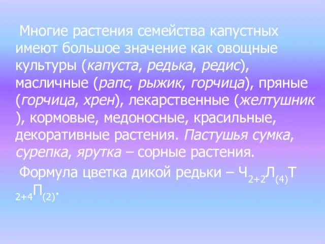 Многие растения семейства капустных имеют большое значение как овощные культуры (капуста,