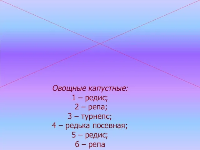 Овощные капустные: 1 – редис; 2 – репа; 3 – турнепс;