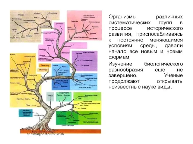 Организмы различных систематических групп в процессе исторического развития, приспосабливаясь к постоянно