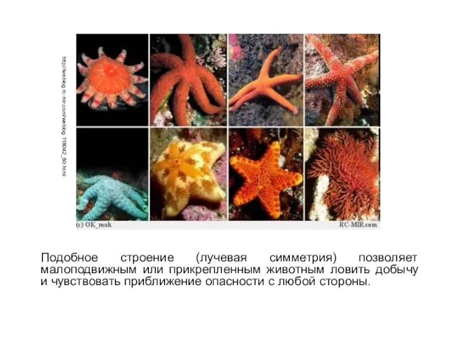 Подобное строение (лучевая симметрия) позволяет малоподвижным или прикрепленным животным ловить добычу
