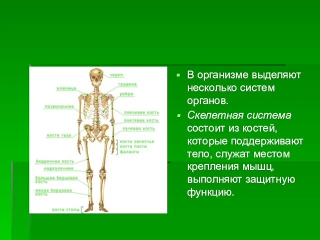 В организме выделяют несколько систем органов. Скелетная система состоит из костей,