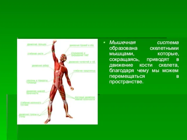 Мышечная система образована скелетными мышцами, которые, сокращаясь, приводят в движение кости