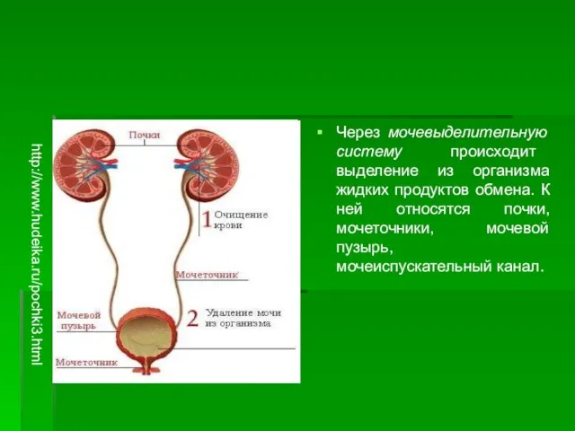 Через мочевыделительную систему происходит выделение из организма жидких продуктов обмена. К