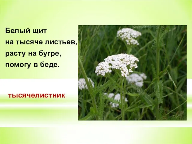 Белый щит на тысяче листьев, расту на бугре, помогу в беде. тысячелистник