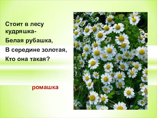 Стоит в лесу кудряшка- Белая рубашка, В середине золотая, Кто она такая? ромашка