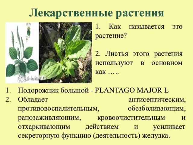 Лекарственные растения 1. Как называется это растение? 2. Листья этого растения