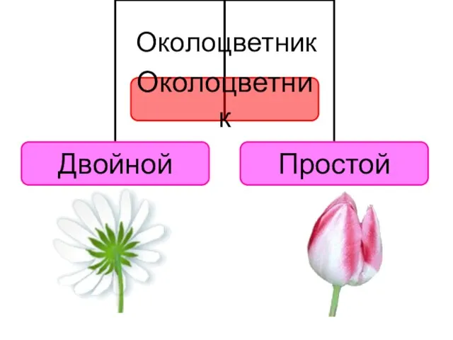 Околоцветник