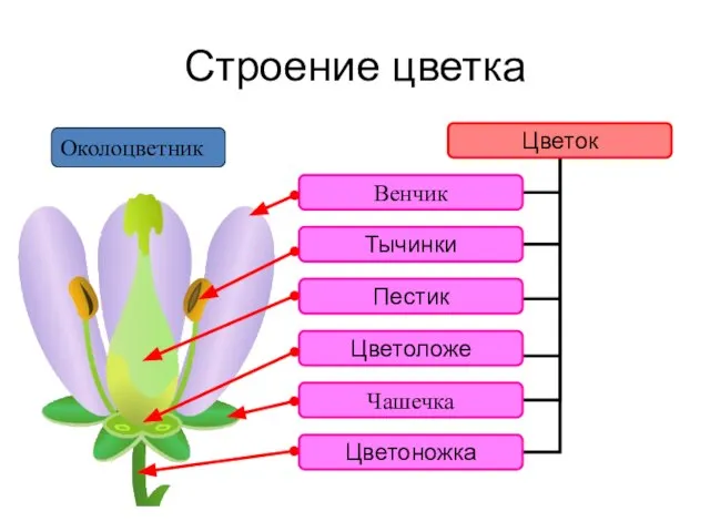 Строение цветка Околоцветник