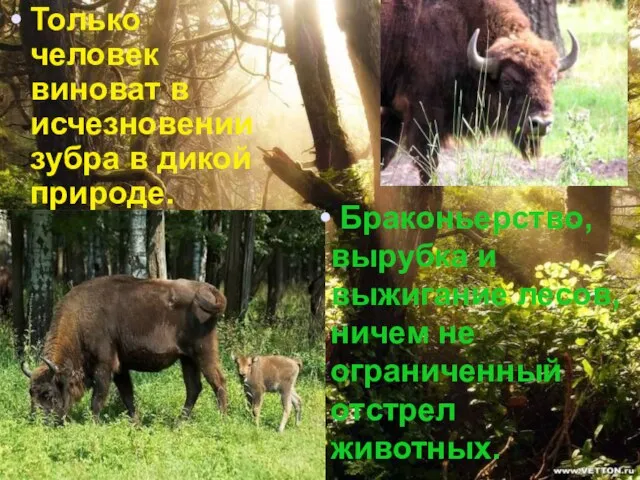 Только человек виноват в исчезновении зубра в дикой природе. Браконьерство, вырубка