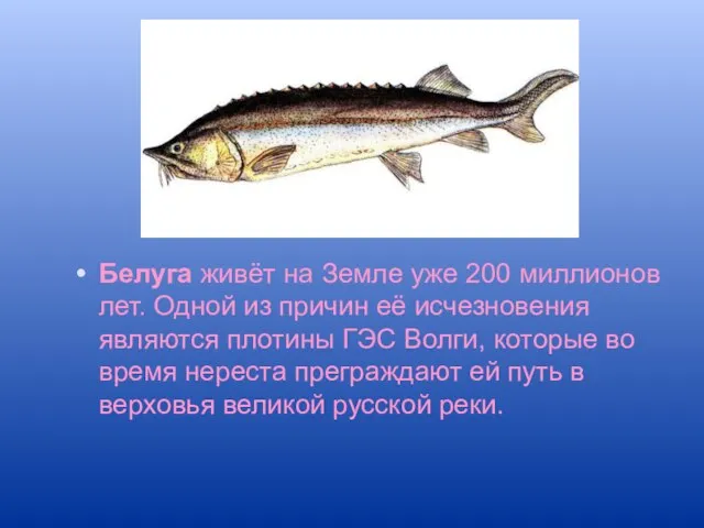 Белуга живёт на Земле уже 200 миллионов лет. Одной из причин