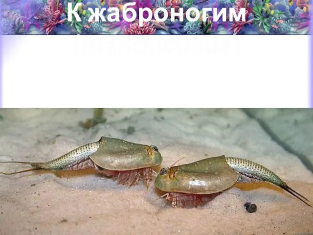 К жаброногим (Branchiopoda) Относятся пресноводные формы (водяные блохи, щитни и др.)