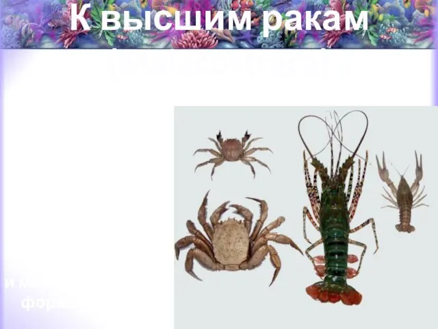 К высшим ракам (Malacostraca) относятся крабы, омары, лангусты, речные раки, креветки,