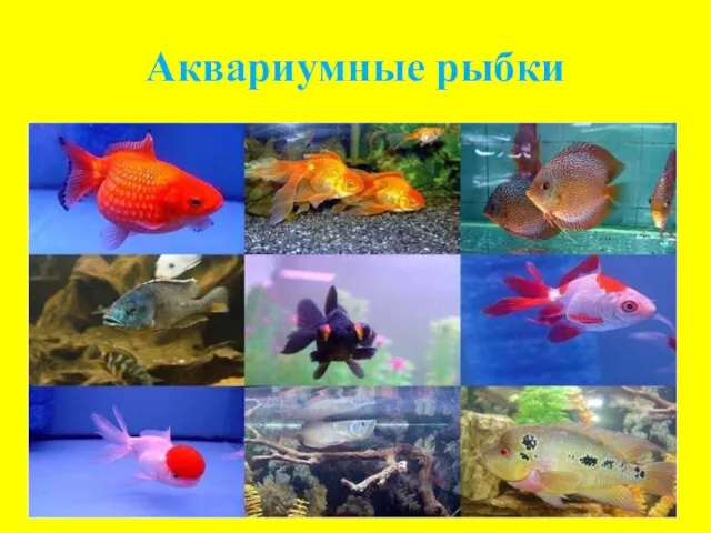 Аквариумные рыбки