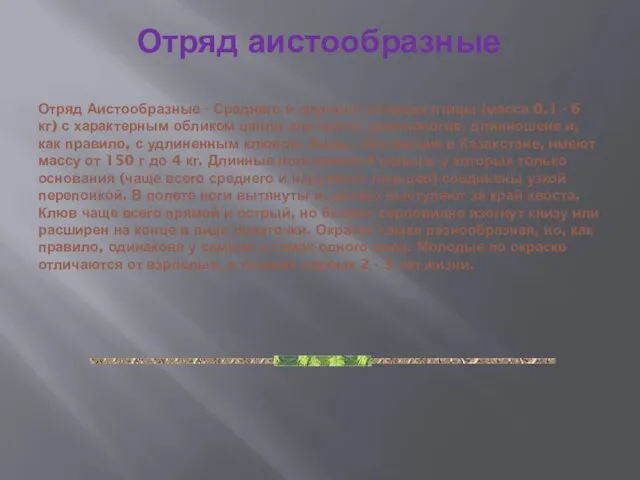 Отряд аистообразные Отряд Аистообразные - Среднего и крупного размера птицы (масса