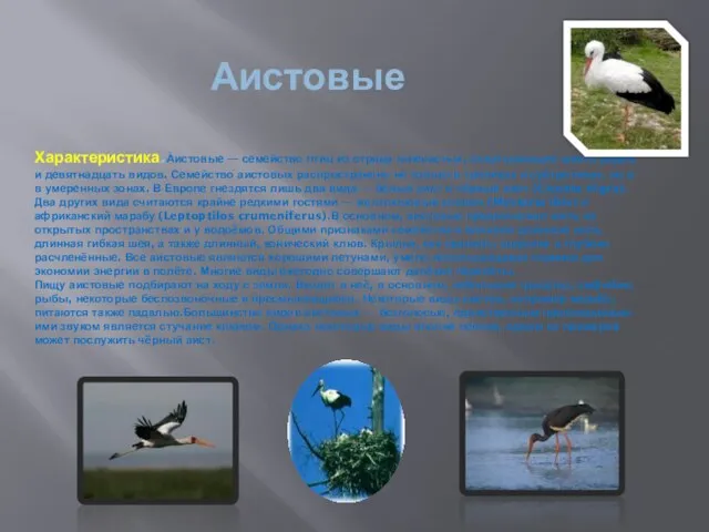 Аистовые Характеристика.А́истовые — семейство птиц из отряда голенастых, охватывающее шесть родов