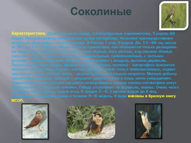 Соколиные Характеристика. Семейство птиц отряд. соколообразные подсемейства, 5 родов, 60 видов.