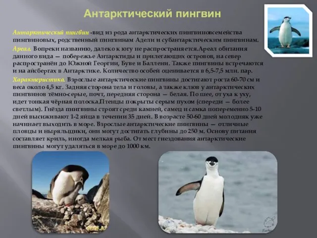 Антарктический пингвин Антарктический пингвин -вид из рода антарктических пингвиновсемейства пингвиновых, родственный