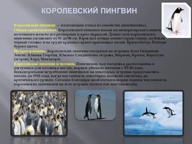 КОРОЛЕВСКИЙ ПИНГВИН Королевский пингвин — нелетающая птица из семейства пингвиновых. Общая
