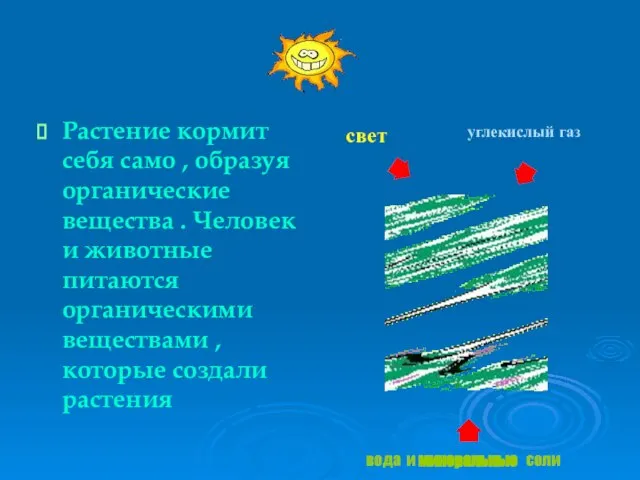 Растение кормит себя само , образуя органические вещества . Человек и