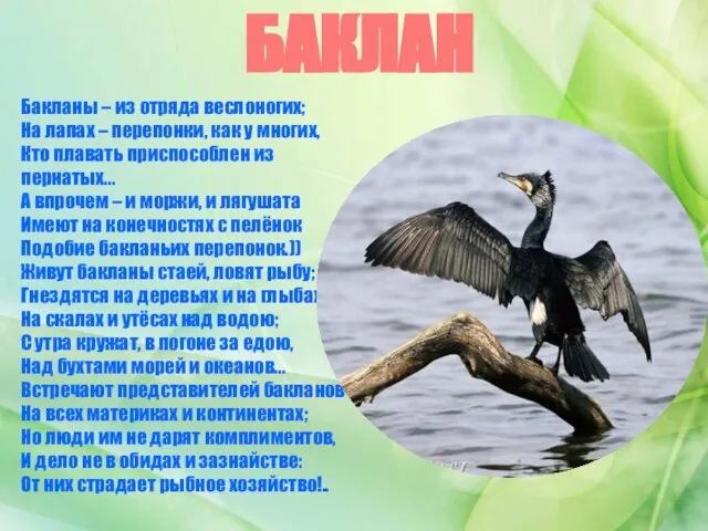 БАКЛАН Бакланы – из отряда веслоногих; На лапах – перепонки, как