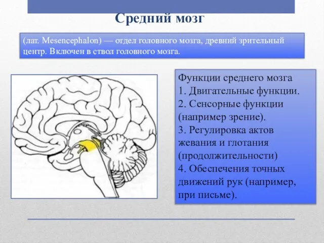 Средний мозг Функции среднего мозга 1. Двигательные функции. 2. Сенсорные функции