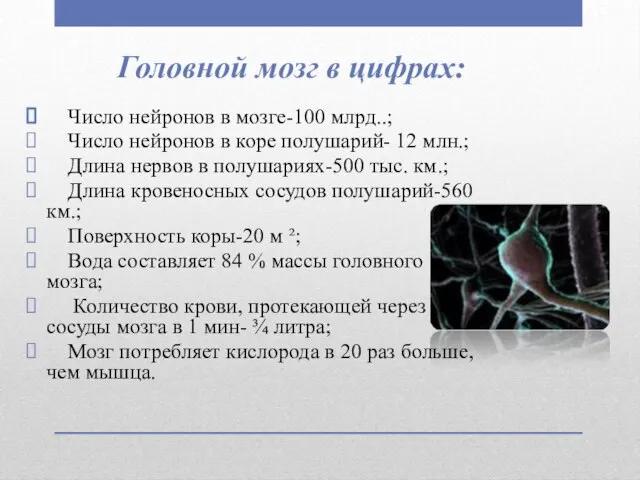 Головной мозг в цифрах: Число нейронов в мозге-100 млрд..; Число нейронов