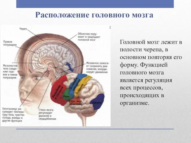Расположение головного мозга Головной мозг лежит в полости черепа, в основном
