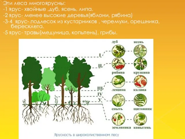 Эти леса многоярусны: -1 ярус- хвойные ,дуб, ясень, липа. -2 ярус-