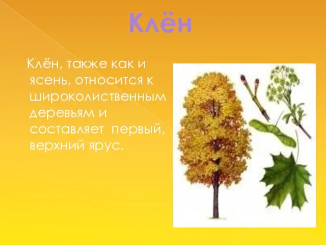Клён Клён, также как и ясень, относится к широколиственным деревьям и составляет первый, верхний ярус.