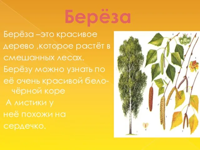 Берёза Берёза –это красивое дерево ,которое растёт в смешанных лесах. Берёзу