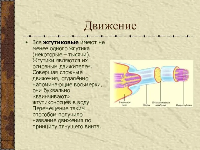 Движение Все жгутиковые имеют не менее одного жгутика (некоторые – тысячи).