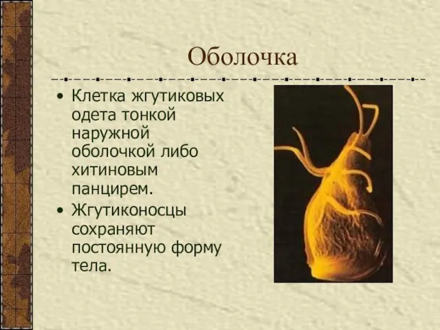 Оболочка Клетка жгутиковых одета тонкой наружной оболочкой либо хитиновым панцирем. Жгутиконосцы сохраняют постоянную форму тела.