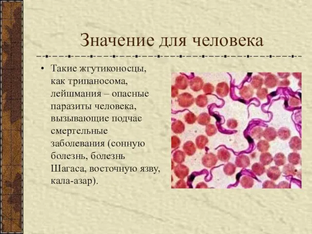 Значение для человека Такие жгутиконосцы, как трипаносома, лейшмания – опасные паразиты