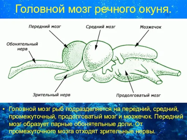 Головной мозг речного окуня. Головной мозг рыб подразделяется на передний, средний,