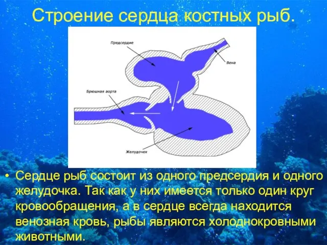 Строение сердца костных рыб. Сердце рыб состоит из одного предсердия и