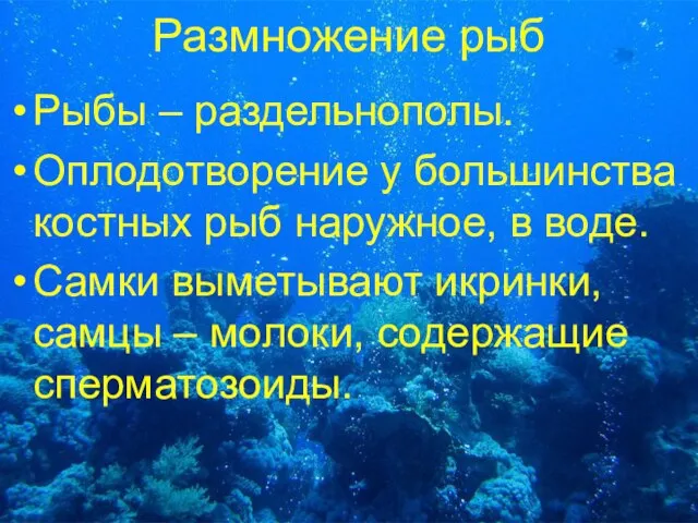 Размножение рыб Рыбы – раздельнополы. Оплодотворение у большинства костных рыб наружное,