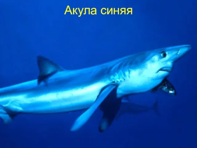 Акула синяя