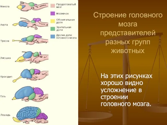 Строение головного мозга представителей разных групп животных На этих рисунках хорошо