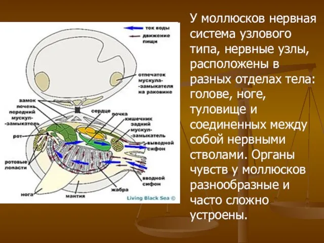 У моллюсков нервная система узлового типа, нервные узлы, расположены в разных