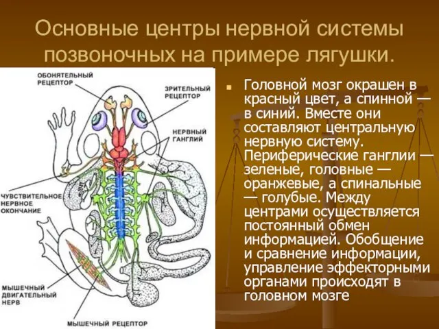 Основные центры нервной системы позвоночных на примере лягушки. Головной мозг окрашен