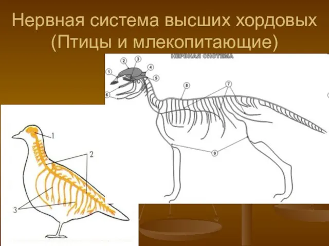 Нервная система высших хордовых (Птицы и млекопитающие)