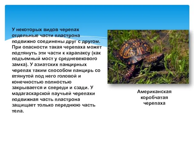 У некоторых видов черепах отдельные части пластрона подвижно соединены друг с