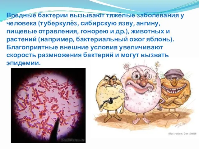 Вредные бактерии вызывают тяжёлые заболевания у человека (туберкулёз, сибирскую язву, ангину,