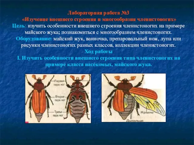 Лабораторная работа №3 «Изучение внешнего строения и многообразия членистоногих» Цель: изучить