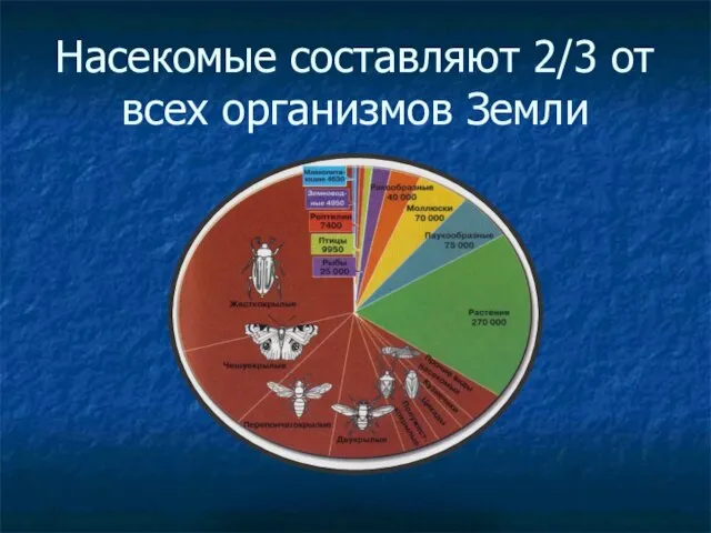 Насекомые составляют 2/3 от всех организмов Земли