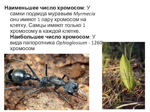 Наименьшее число хромосом: У самки подвида муравьев Myrmecia они имеют 1