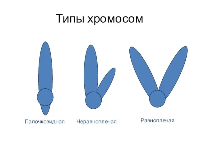 Типы хромосом